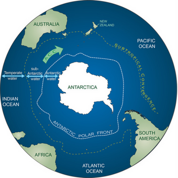 Read more about the article A capacidade evolutiva e adaptativa dos peixes antárticos