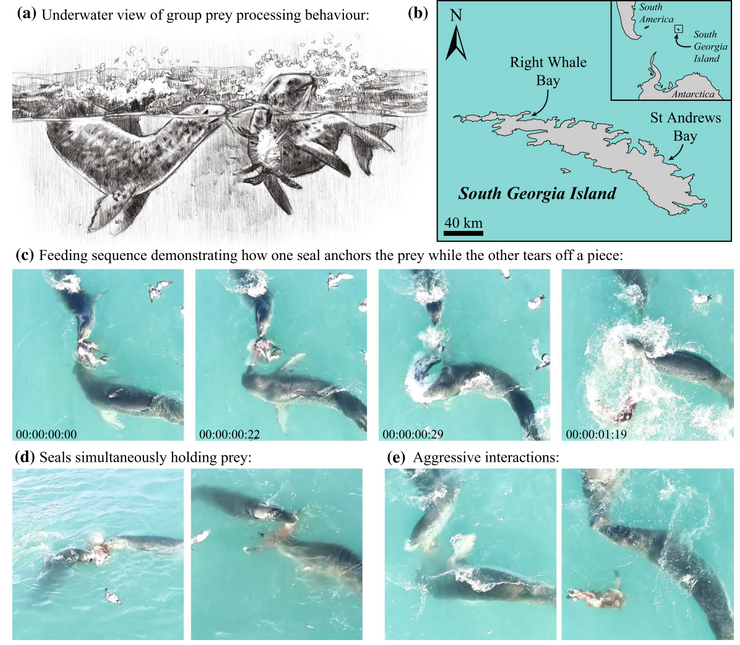 Read more about the article Comportamento de alimentação cooperativa observado em focas-leopardo