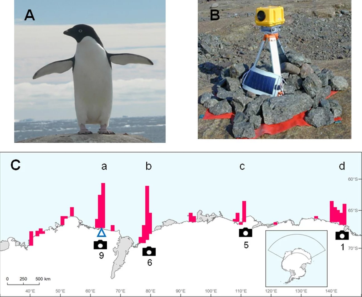 Read more about the article Cameras network remotely operated: a help to enlarge seabird monitoring in Antarctica