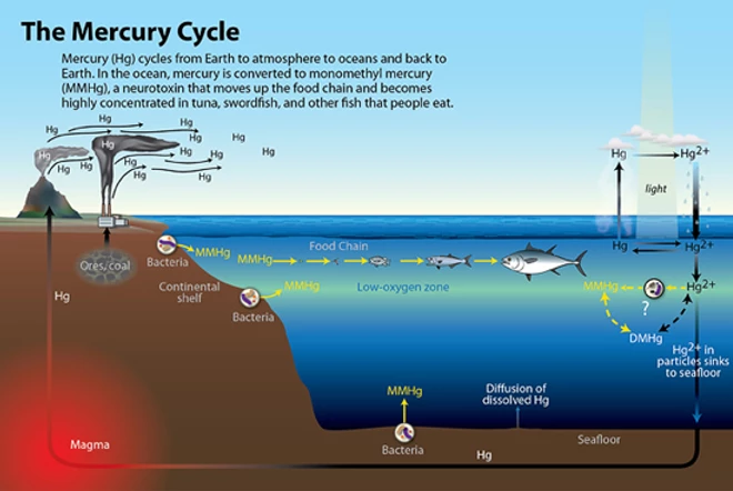 Read more about the article Mercury in the Southern Ocean