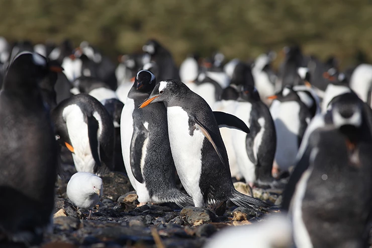 Read more about the article Presença de microplásticos em pinguins-gentoo da região da Antártida