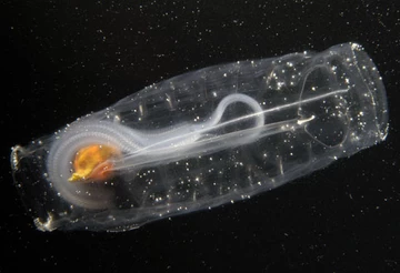 Read more about the article Decline over time of krill stocks and increase in salp populations in the Southern Ocean