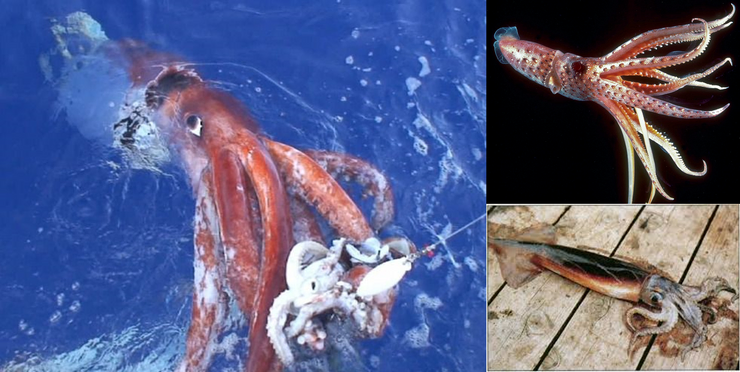 Read more about the article Antarctic Squids: How the global climate changes affect them?