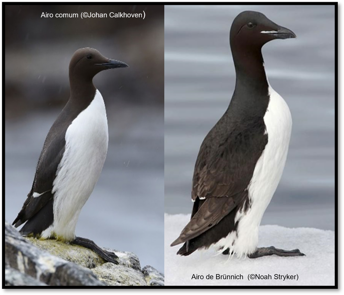 Read more about the article Arctic seabirds find refugia from climate change and potential competition in marginal ice zones