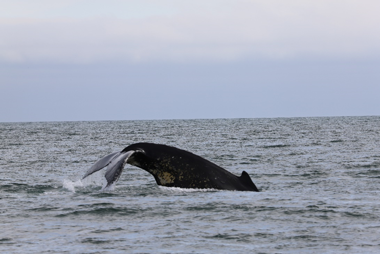 Read more about the article Strong Recovery of Humpback Whale in the South Atlantic