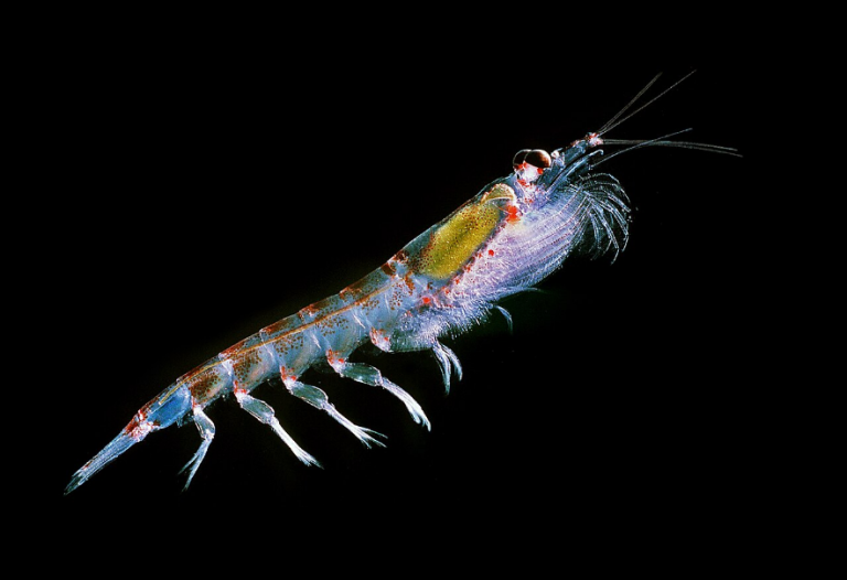 Read more about the article How important is Antarctic krill and the task to manage it?