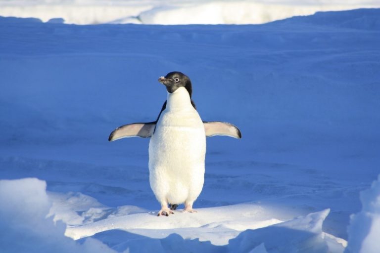 Read more about the article Pinguim-de-adélia como bioindicador de concentrações de mercúrio