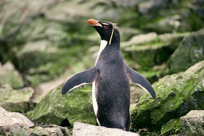 Read more about the article Evidências de que os pinguins-rockhopper se alimentam de uma importante espécie comercial de lula