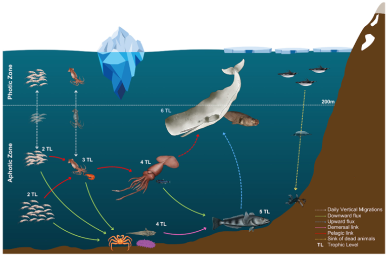 Read more about the article Deep-sea food-web structure at South Sandwich Islands: net primary production as a main driver for interannual changes