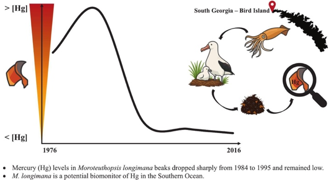 Read more about the article Diminuição das concentrações de mercúrio nos bicos da lula gigante Moroteuthopsis longimana no mar da Escócia desde a década de 1970