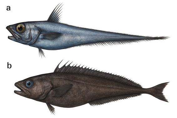 Read more about the article Concentrações de Mercúrio, Habitat e Posição Trófica da Antimora rostrata e Macrourus holotrachys da Geórgia do Sul (Oceano Antártico)