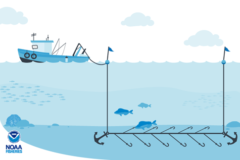 Read more about the article Distribuição e ecologia das quatro espécies de Macrourus capturadas acidentalmente na pesca com palangre na Geórgia do Sul, no Oceano Antártico