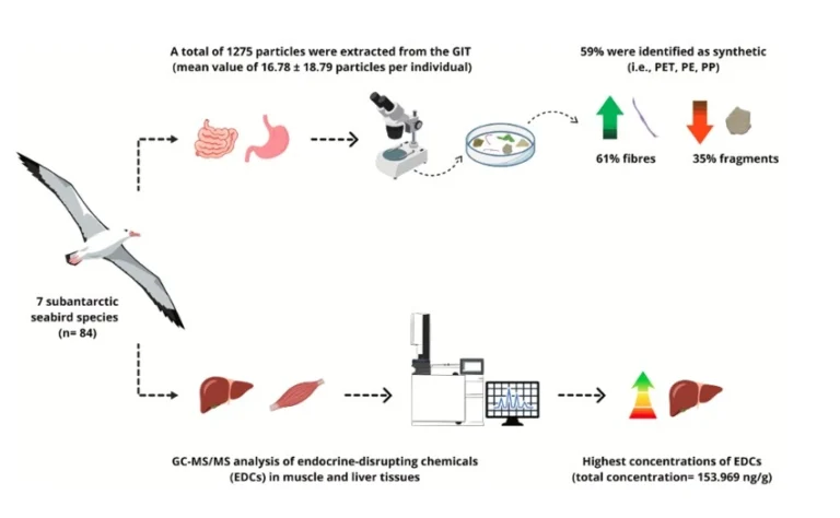 Read more about the article Co-occurrence of microplastics and endocrine-disrupting chemicals in subantarctic seabirds