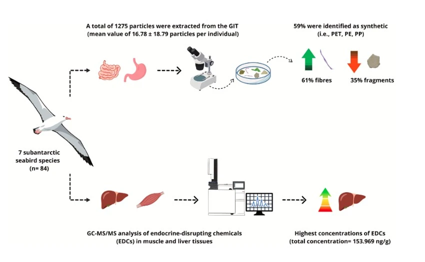 Read more about the article Co-occurrence of microplastics and endocrine-disrupting chemicals in subantarctic seabirds